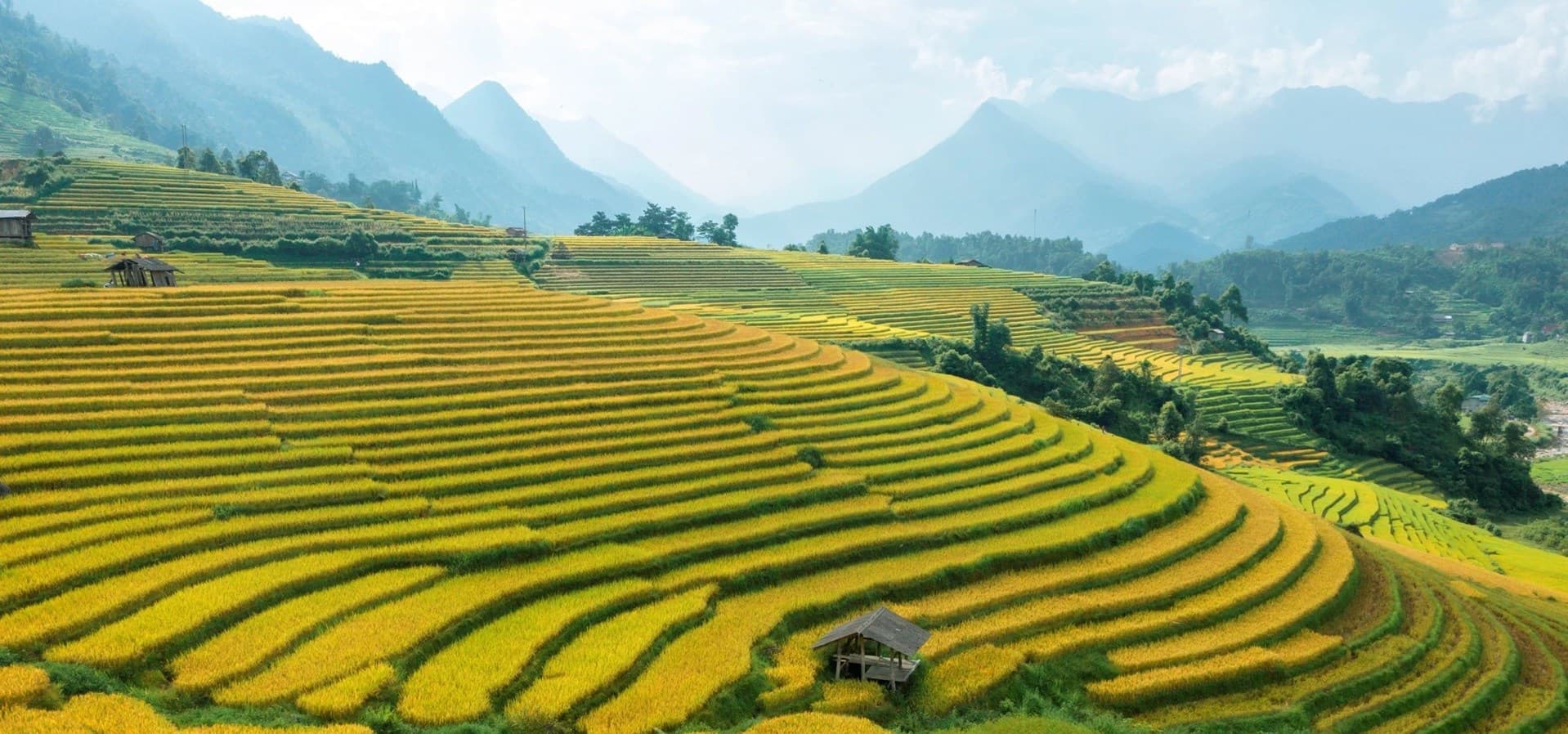 Sapa rice fields